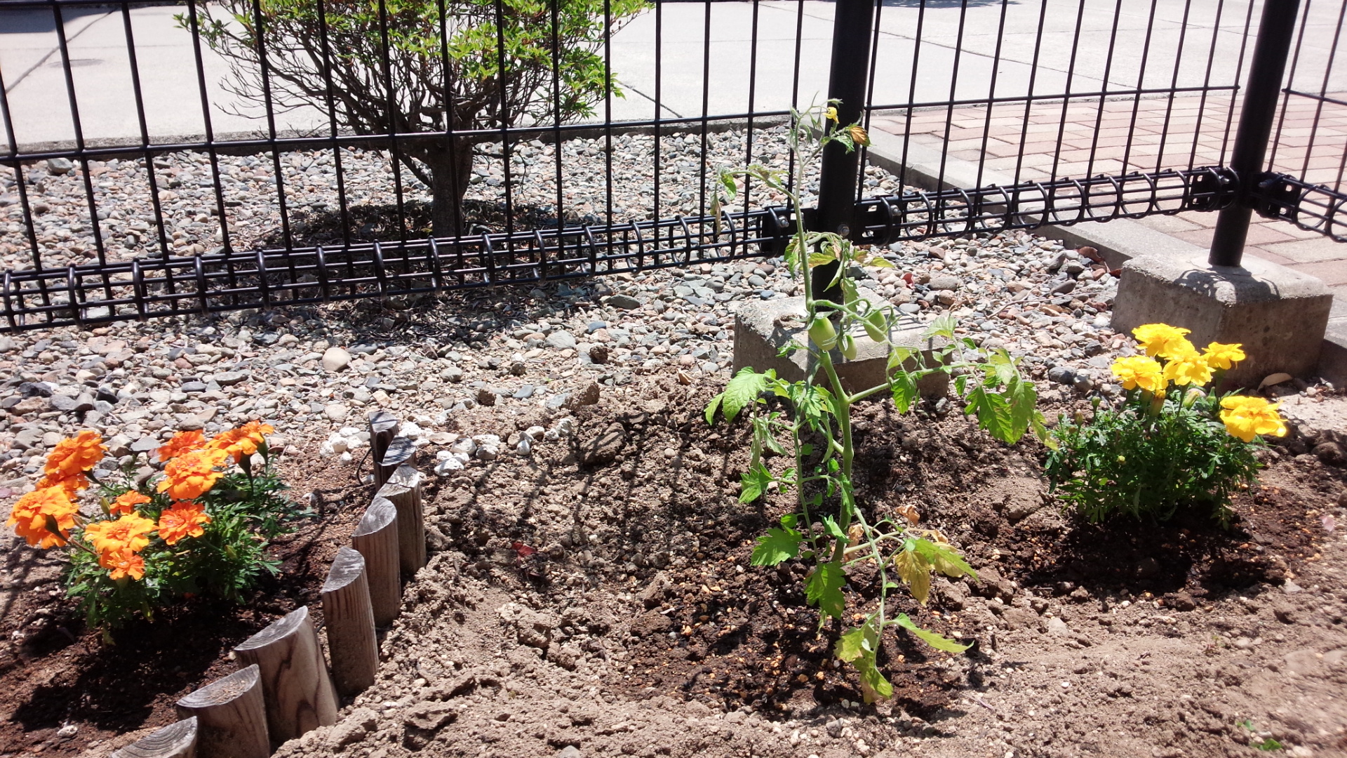 ミニトマトを植える　2015年