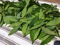 茶摘み・・・?! 茶摘み・・・?!