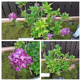 雨あがりの紫陽花はキレイです(*^_^*)