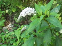 きょうの一花 ♪ 35