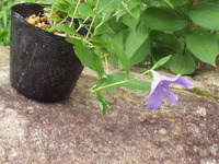 きょうの一花 ♪ 53