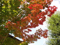☆ 紅葉 ☆