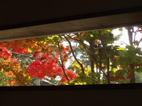 カフェからの紅葉狩り