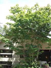 縁縁のシンボルツリー☆