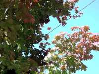 紅葉