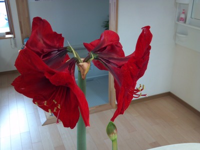 アマリリスの花が咲きました
