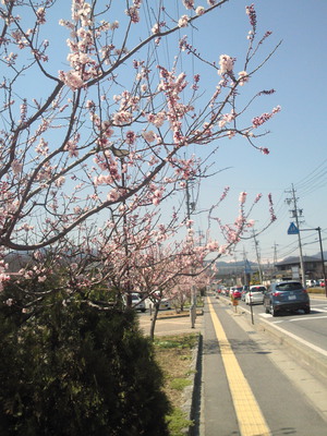 森のあんず お花見日和 渋滞はじまる 森のあんず お花見日和 渋滞はじまる