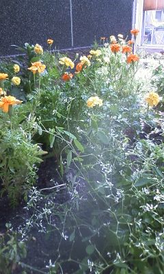 夏花壇のプチリフォーム