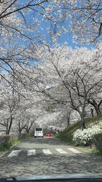 この時期ボクは桜を見に出かけてしまいます。本日も初めての場所を含めて４ヶ所見てきました②。後半は戸倉と上田城
