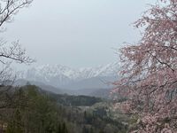 近場の桜シーズンもそろそろ終盤。昨日は小川村の番所と立屋へ行ってきました。アルプスはクッキリしないけど桜はキレイ