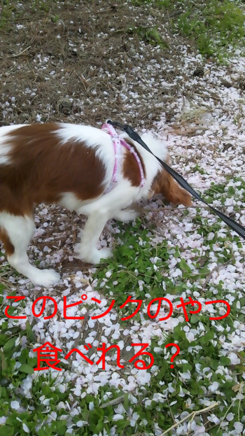 花まるブログ 桜散る