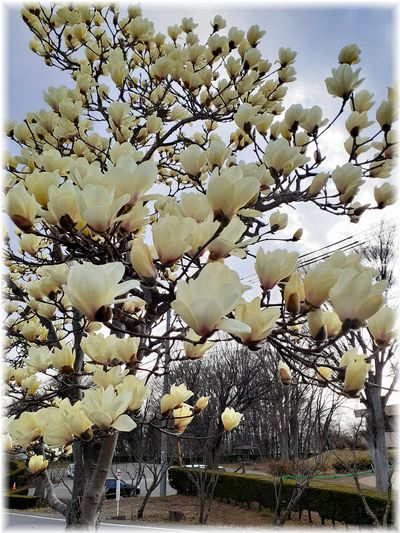 3月28日の中央公園 桜 3月28日の中央公園 桜