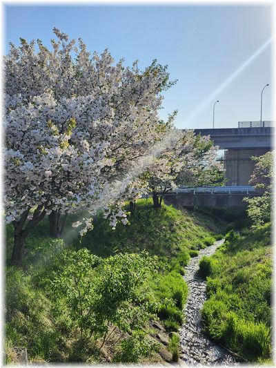 藤の花と八重桜 藤の花と八重桜