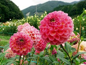 ダリアの育て方 Hana Note 鉢植え 季節のお花の上手な育て方