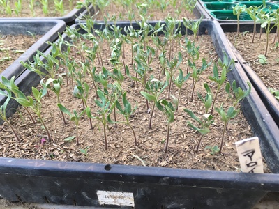 アロイトマトと令和トマト 2019 苗販売準備