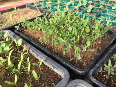 アロイトマトと令和トマト 2019 苗販売準備