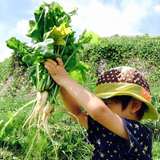 夏至 夏至