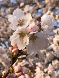 さくら　桜　サクラ　2021