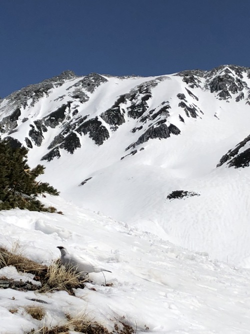 白い雷鳥との遭遇　標高2,450m北アルプス室堂平雪山トレッキング