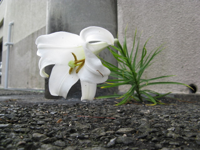 ど根性!白百合