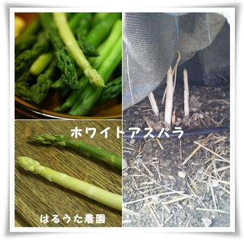**アスパラ狩り**