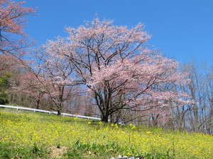 桜開花状況　４月１６日