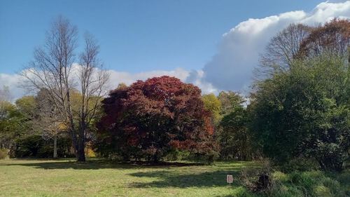 中カエデも色づき始めました。 中カエデも色づき始めました。