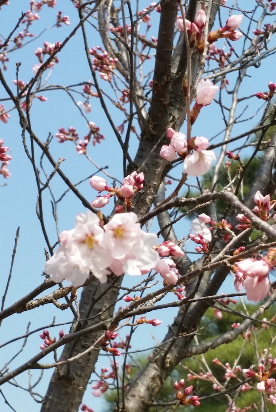 春の陽気!!もう少しの辛抱・・・ 春の陽気!!もう少しの辛抱・・・