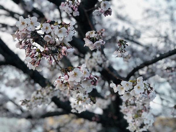 都田川河川敷桜堤　　で　　　桜　を　　見てきた　　☆