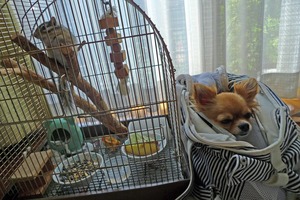お友達 ココア