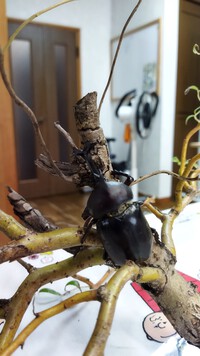 柳とかぶと虫 柳とかぶと虫