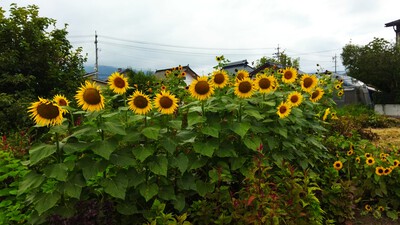 復興ひまわり 復興ひまわり
