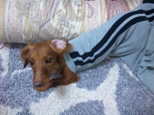 つちのこ