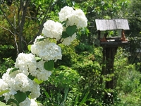 庭の花たち