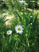 庭の花たち
