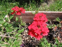 庭の花たち