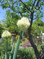 庭の花たち