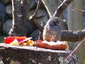 ニワトリではありません