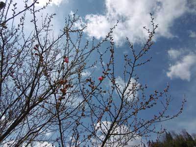 2016年花桃開花 2016年花桃開花