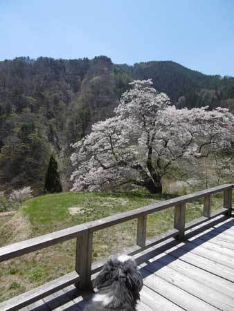 駒つなぎの桜とメル 駒つなぎの桜とメル