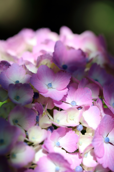 空梅雨なれど紫陽花は咲く