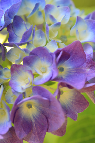 空梅雨なれど紫陽花は咲く