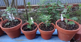 4号鉢・5号鉢への植え替え 4号鉢・5号鉢への植え替え