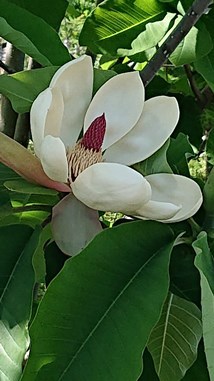 ほうの花 ほうの花