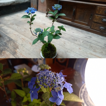 GW最終日の感謝とお休み追加のお知らせ GW最終日の感謝とお休み追加のお知らせ