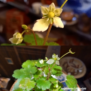 栗、落ちだした 栗、落ちだした