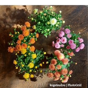 紅葉とパウンドケーキ型と菊の苔玉を 紅葉とパウンドケーキ型と菊の苔玉を