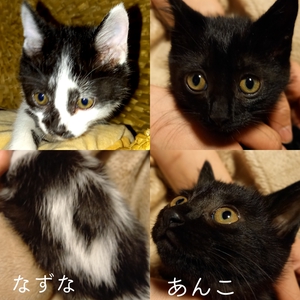 山の食卓事情と子猫の事 山の食卓事情と子猫の事