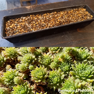 紅葉とパウンドケーキ型と菊の苔玉を 紅葉とパウンドケーキ型と菊の苔玉を