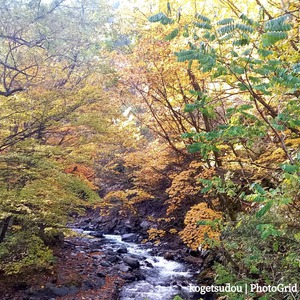 紅葉とパウンドケーキ型と菊の苔玉を 紅葉とパウンドケーキ型と菊の苔玉を